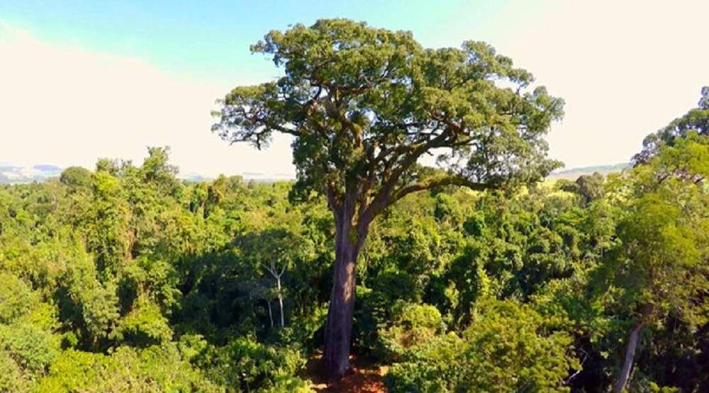 Patriarca da Floresta