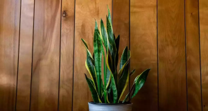 espada-de-são-jorge