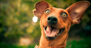 Cachorro em close com a boca aberta