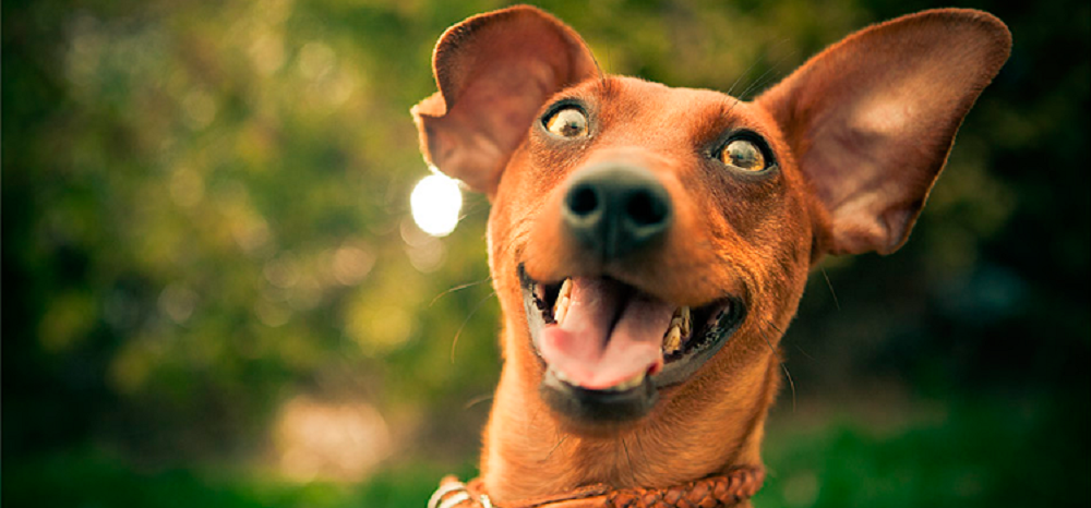 Cachorro em close com a boca aberta