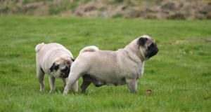 Cães cheirando os traseiros um do outro