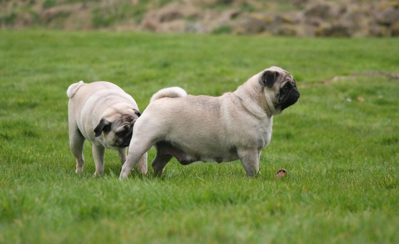 Cães cheirando os traseiros um do outro