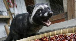 café mais caro do mundo