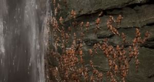 Bagres-abelha (Rhyaclinus paranensis) no rio Aquidauana