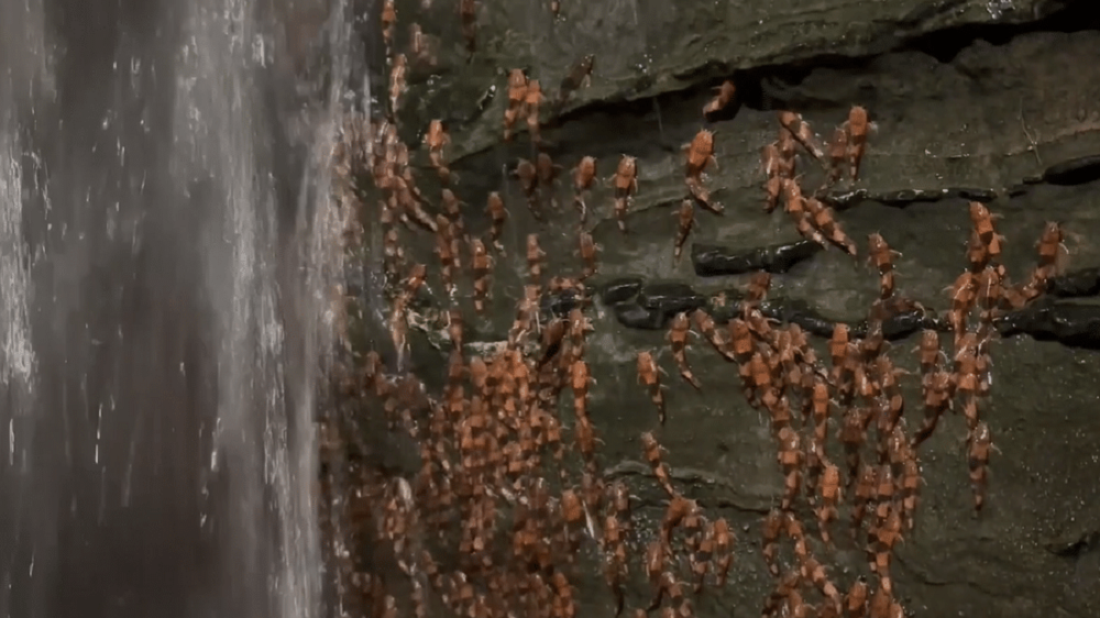 Bagres-abelha (Rhyaclinus paranensis) no rio Aquidauana