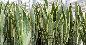 espada-de-são-jorge