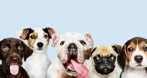 Cinco cães lado a lado com fundo azul