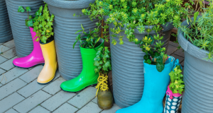 plantas dentro de botas coloridas