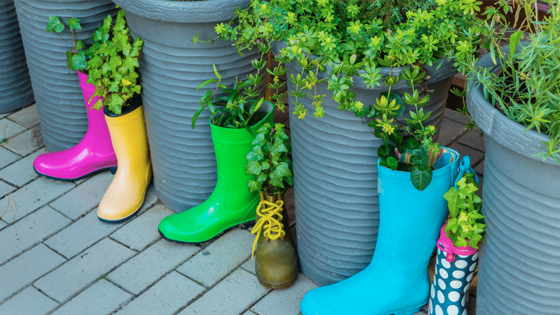 plantas dentro de botas coloridas