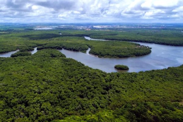 Maior aporte da história: BNDES aplica R$ 7 bi em conservação florestal