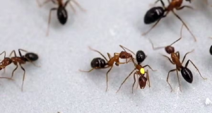 formigas