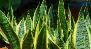 Espada-de-São-Jorge