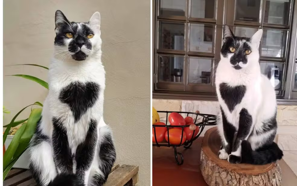 Montagem de duas fotos do gato Thor, que venceu concurso de beleza