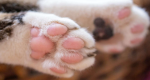 Patas de gato