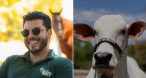 Montagem de fotos de Murilo Huff rindo, de óculos escuros, e a vaca Donna Fiv Ciav