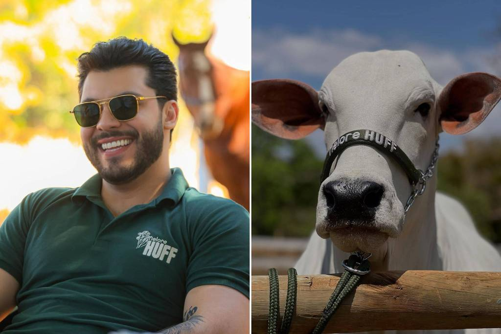 Montagem de fotos de Murilo Huff rindo, de óculos escuros, e a vaca Donna Fiv Ciav