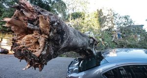 Árvore caída sobre carro