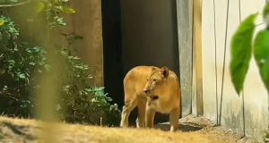 A leoa Leona em jaula