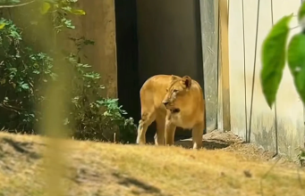 A leoa Leona em jaula