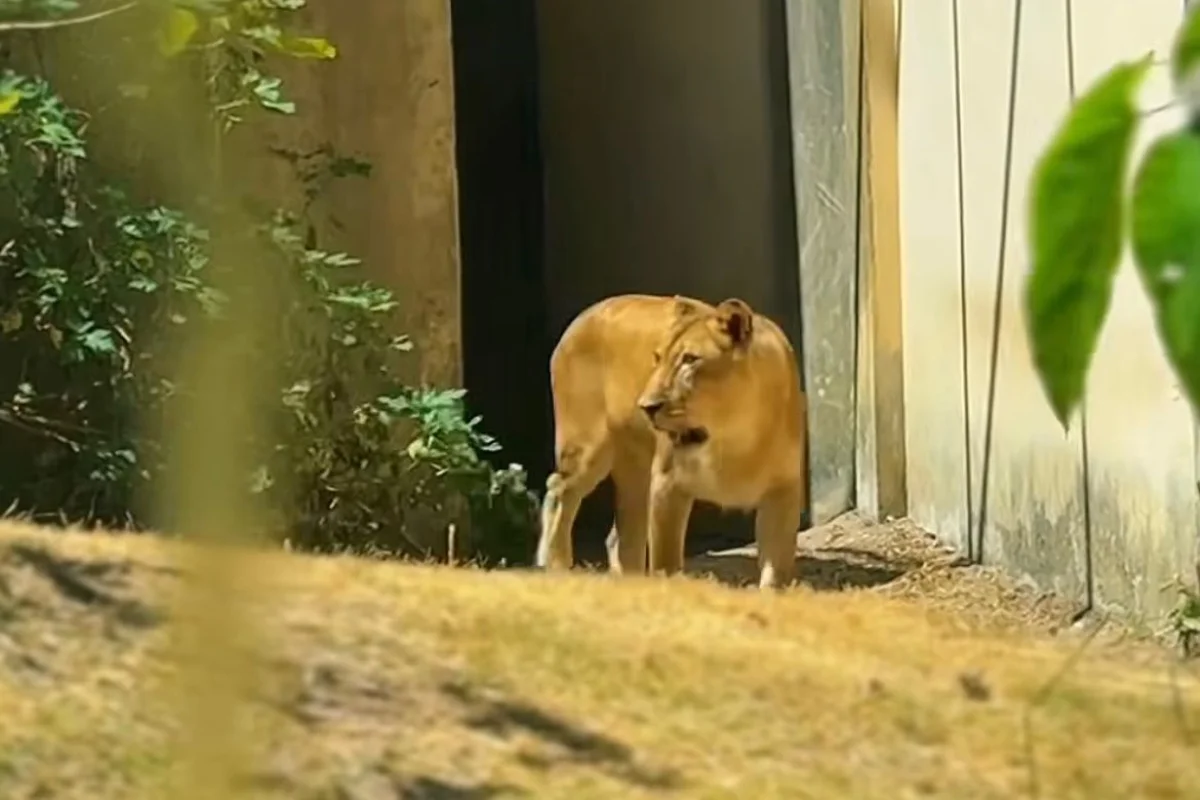 A leoa Leona em jaula