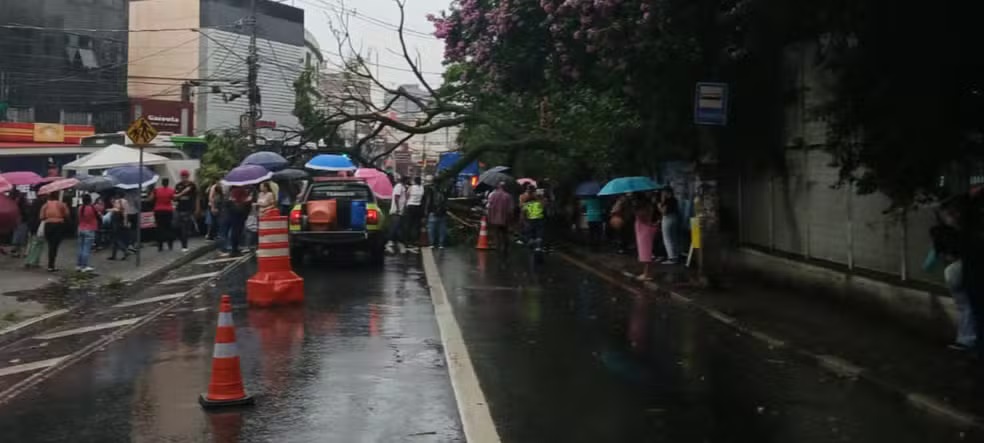 Árvore caiu sobre ponto de ônibus em Guarulhos