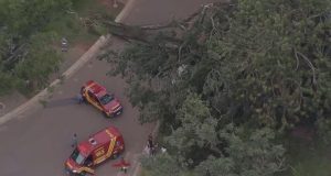 Árvore caída no Parque Ibirapuera em foto feita de cima
