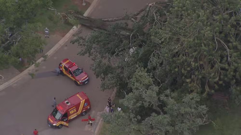 Árvore caída no Parque Ibirapuera em foto feita de cima