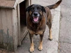 cachorro Orelha com a língua para fora, perto de casinha de madeira