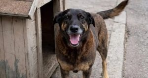 cachorro Orelha com a língua para fora, perto de casinha de madeira