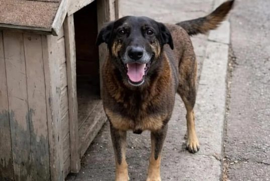 cachorro Orelha com a língua para fora, perto de casinha de madeira