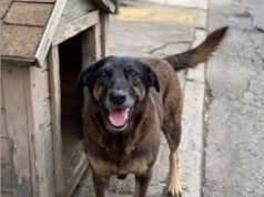 O cão Orelha perto de casinha