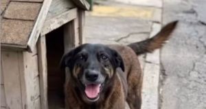 O cão Orelha perto de casinha