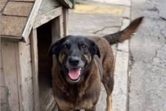 O cão Orelha perto de casinha