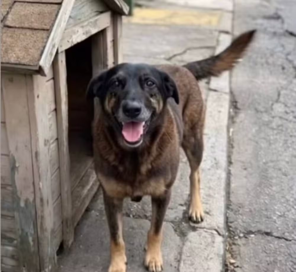 O cão Orelha perto de casinha