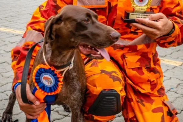 Cadela dos bombeiros morre durante buscas por crianças desaparecidas no Maranhão