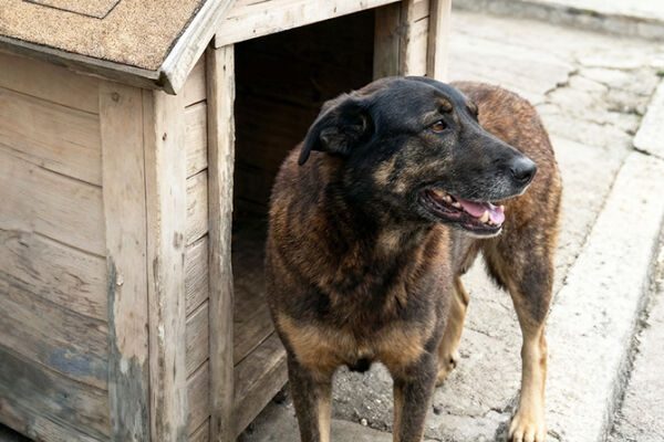 Polícia investiga relação entre morte do cão Orelha e grupos online de ódio