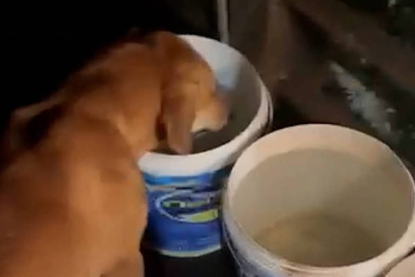 Defesa leva à polícia VÍDEO de jovem com outro cão na noite do ataque a Orelha