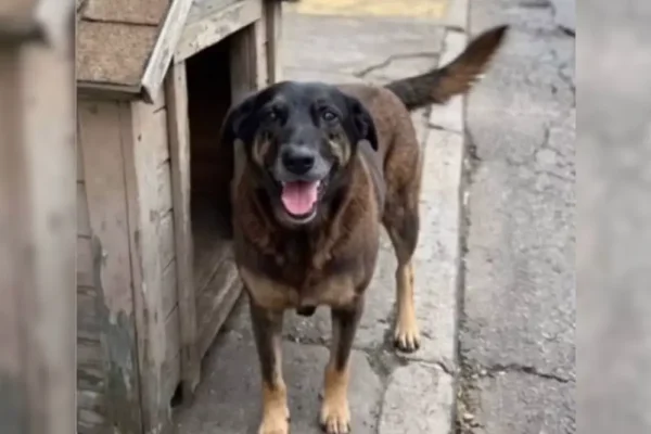 “Cão Orelha”: Decreto endurece regras e eleva multa por maus-tratos para até R$ 1 milhão