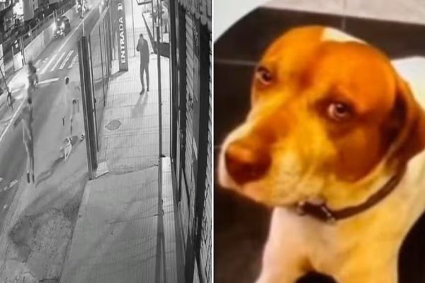 PM é identificado como suspeito de matar cão comunitário em SP