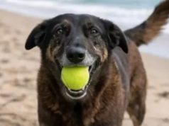 cão Orelha com bola de tênis na boca