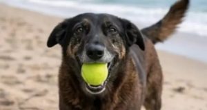 cão Orelha com bola de tênis na boca