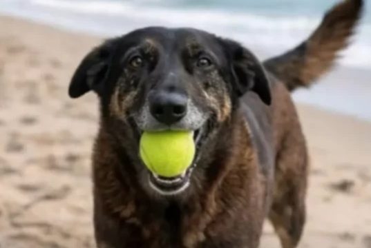 cão Orelha com bola de tênis na boca