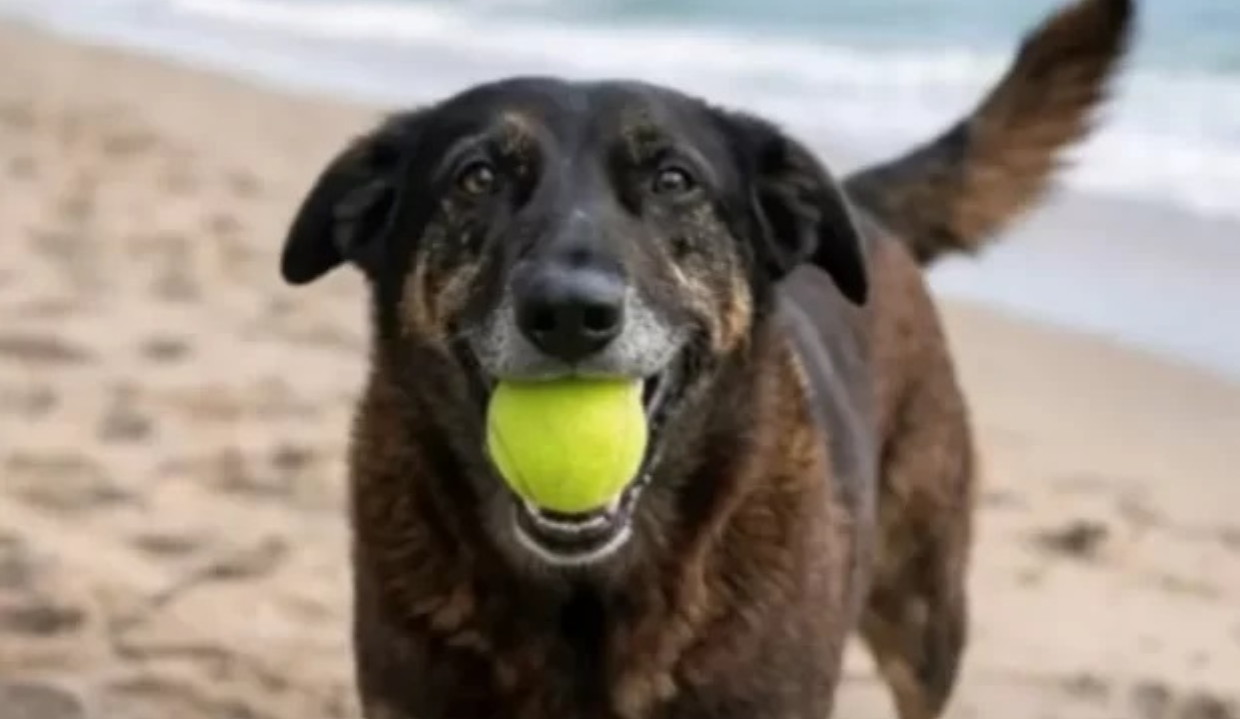 cão Orelha com bola de tênis na boca