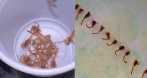 Montagem de duas fotos de escorpiões