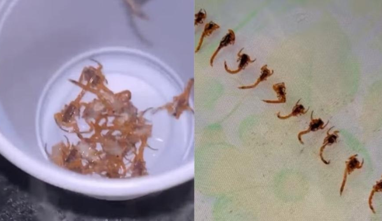 Montagem de duas fotos de escorpiões