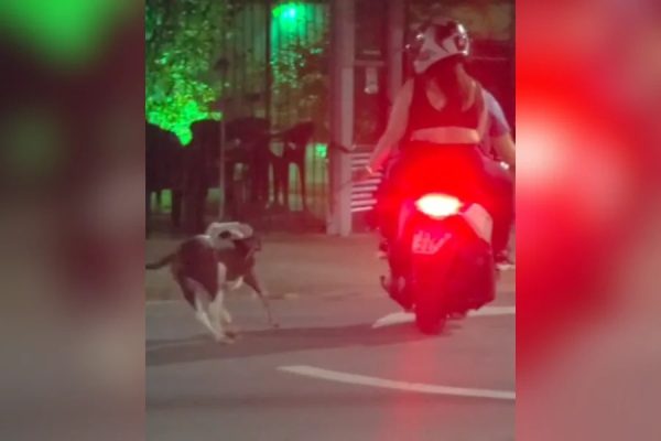 VÍDEO: Casal arrasta cachorro pela coleira enquanto anda de moto no litoral de SP