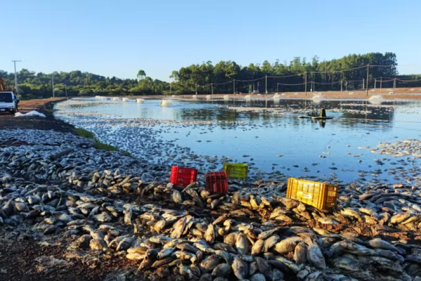 Falha no fornecimento de energia mata 900 toneladas de tilápias e causa prejuízo R$ 9 milhões