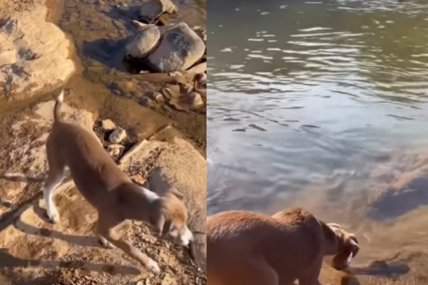 VÍDEO: Cachorro resgatado salva peixe preso em poça e leva de volta ao rio no ES