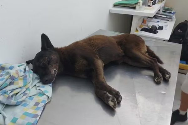 Como moletom e boné foram decisivos no desfecho do caso Orelha