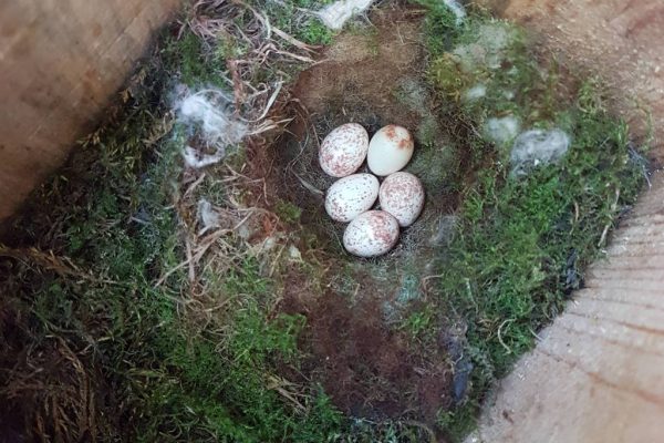 Por que aves têm usado bitucas de cigarro para construir ninhos